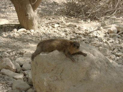 En Gedi - Schliefer